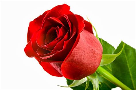 Gulab ka phool wallpaper info romantic love song red. Phool Gulab Ka | Auto Design Tech