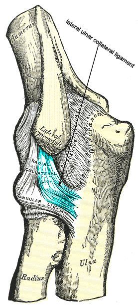 Lateral Collateral Ligament Elbow Injury Symptoms Robert Lopez Kapsels