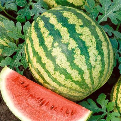 Kisah Terbaik Is Watermelon Genetically Modified Tips Kisaran Biaya