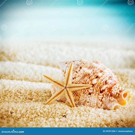 Seashell And Starfish On A Tropical Beach Stock Photo Image Of Object
