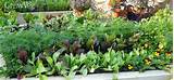 Images of Type Of Soil For Raised Vegetable Garden