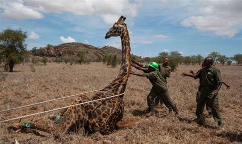 april the giraffe eu urge to protect giraffes from extinction nature news uk