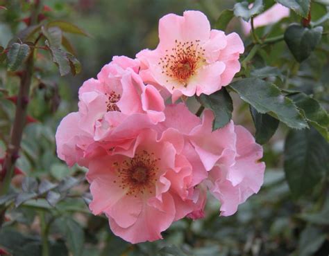 Summer Wine Bare Root Roses In 2021 Summer Wines Climbing Roses