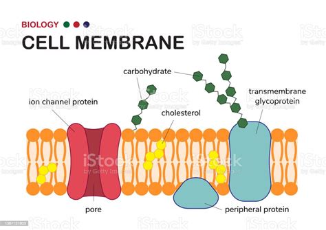 Biological Diagram Show Structure Of Cell Membrane Or Plasma Membrane