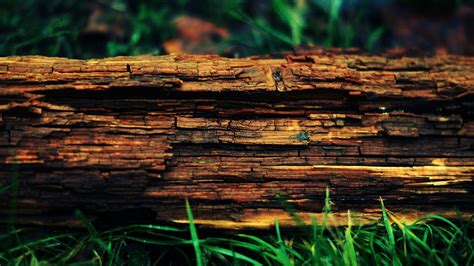 Wood Trees Tree Stump Wallpapers Hd Desktop And Mobile Backgrounds