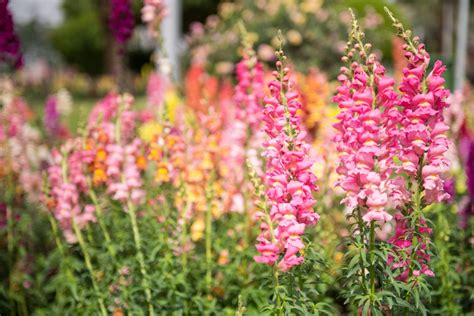 10 Flowers You Should Plant In Your Garden Right Now Plants Planting