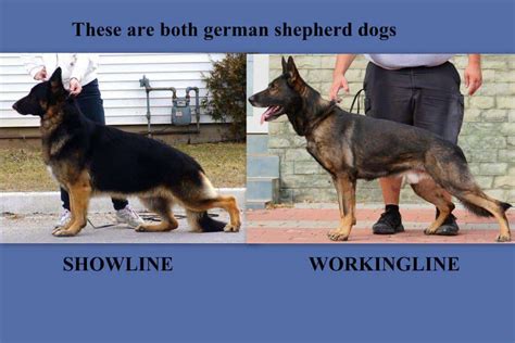 Working Vs Show Dogs The Key Differences Unveiled