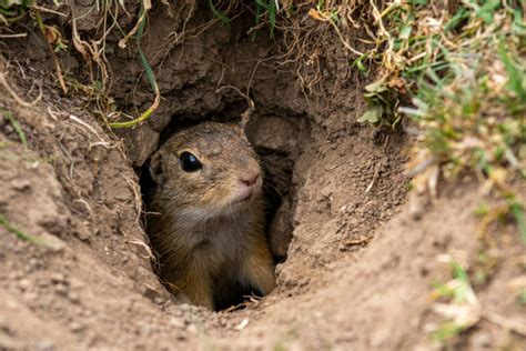 How To Get Rid Of Ground Squirrels Pest Removal Guide For 2023