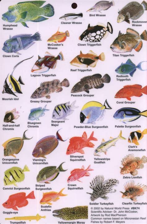 Guide To Reef Fish Of The Indian Ocean Ocean Fishing Fish Chart