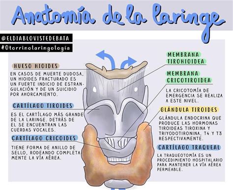 Por otro lado, la faringe está conectada tanto al sistema digestivo como al. Anatomía de la Laringe Fuente: Iván @muymedico Instagram | Anatomía médica, Anatomia y ...