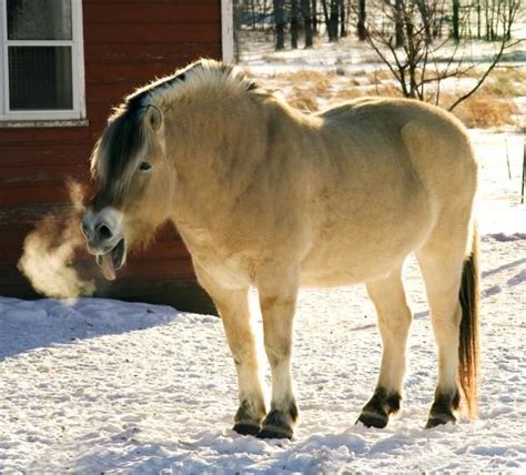 grullo fjord horse horses beautiful horses