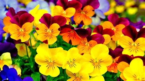 Pansy Colorful Flowers Purple And Yellow Black 4k Hd