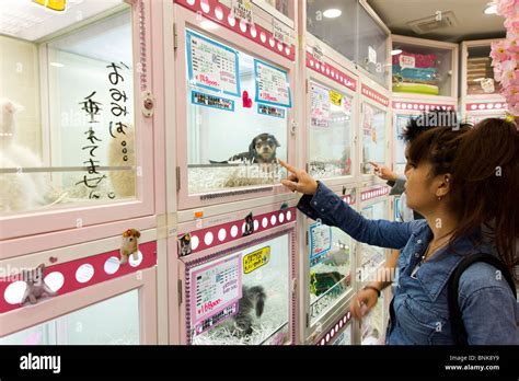 Puppies For Sale In Pet Shop Tokyo Japan Stock Photo Royalty Free