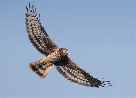 Legal Challenge To Hen Harrier Brood Management Plan Fails Birdguides