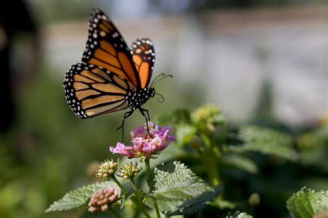 Monarch Butterfly Population Moves Closer To Extinction Courthouse