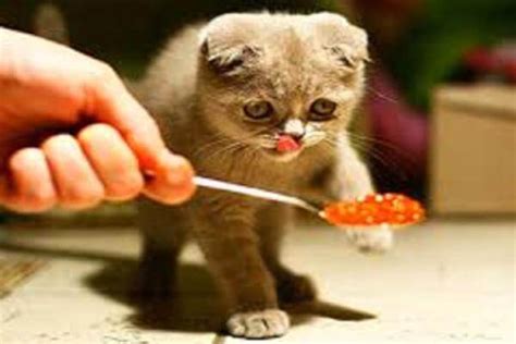Cómo Alimentar A Un Gato Correctamente