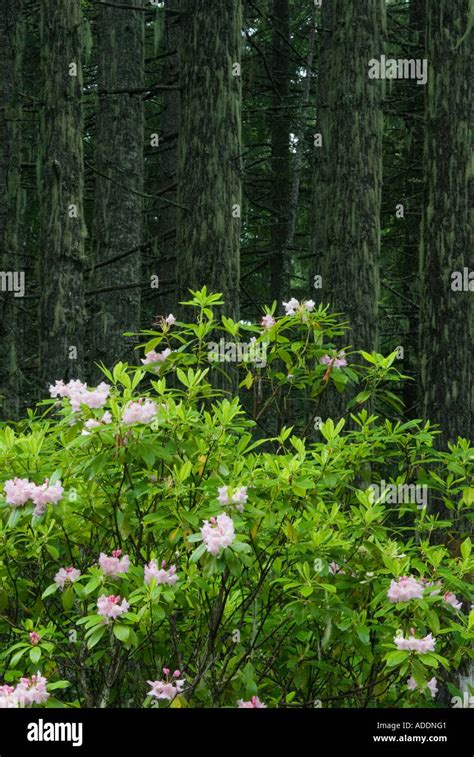 Pink Flowers River Trees Mountain Hi Res Stock Photography And Images