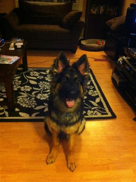 My 7 Month Old German Shepard Kuma German Sheperd Dogs Dogs 7