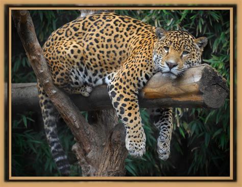 Lounging Jaguar Pretty Kitty Photosbyflick Flickr