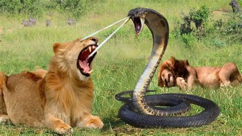 The Mighty Lion King Has Been Defeated By The Cobra Snake Vs Lion