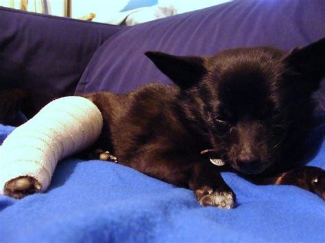 A pet suffering from cancer. How Do I Know If My Dog Has a Broken Bone and What Should ...