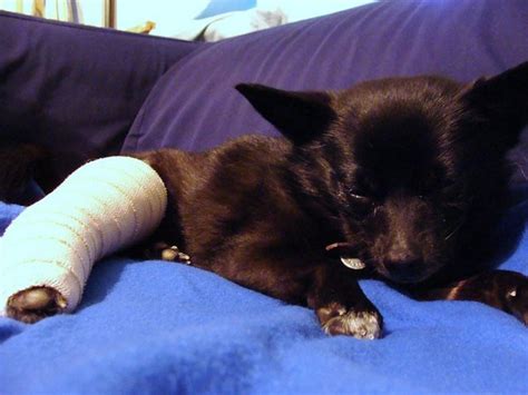 Puppy breathing fast while sleeping. Vet-Approved Tips for Dealing With a Dog's Broken Nail ...