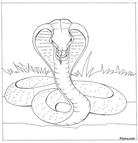 Wild Animals Coloring Pages Pitara Kids Network