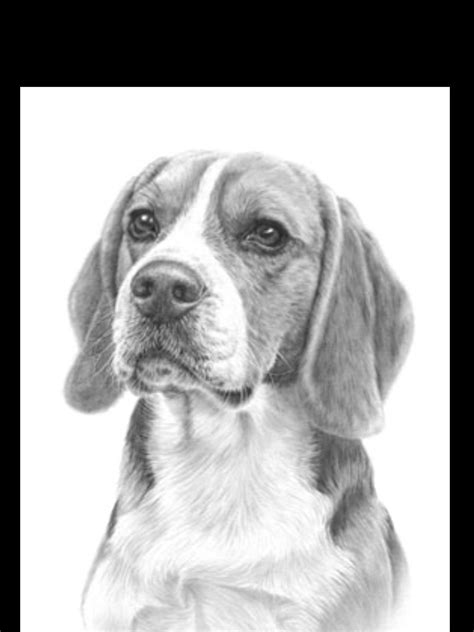 63 Pencil Beagle Dog Drawing L2sanpiero