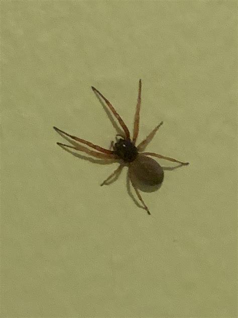 Trachelas Tranquillus Broad Faced Sac Spider In Pennsylvania United