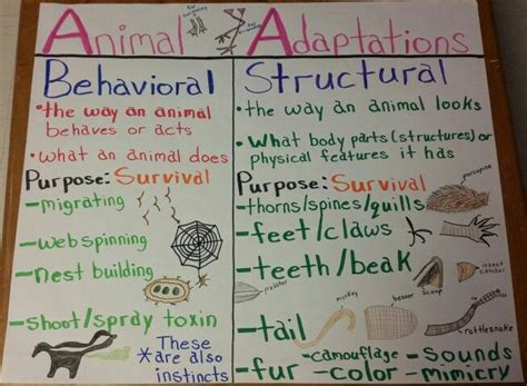Animal Adaptations Anchor Chart Adaptations Pinterest