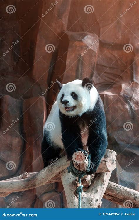 Cute Giant Panda Or Ailuropoda Melanoleuca Enjoy Playing At The Zoo