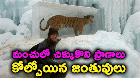 Animals Found Frozen In Ice T Talks Youtube