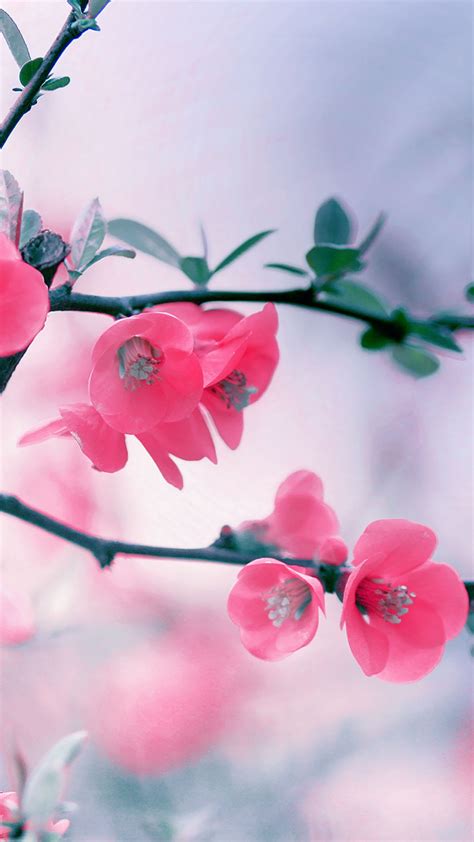 Pink Blossom Flowers Best Htc One M9 Wallpapers For Download