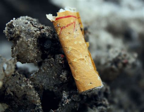 Isolant Dans La Construction Le Mégot De Cigarette Peut être Une Solution