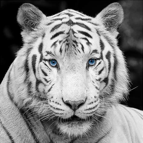 Nice White Tiger With Blue Eyes Free Image Download