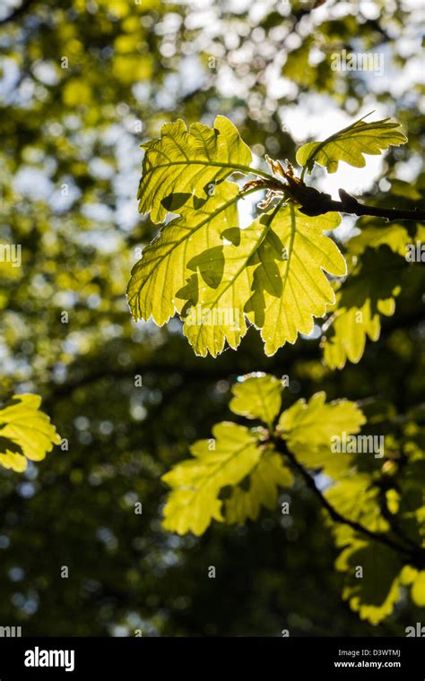 A Backlit Oak Leaf Stock Photo Alamy