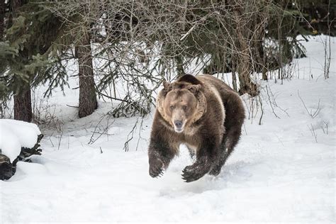 Grizzly Bear Running Photograph By Kelly Walkotten Fine Art America