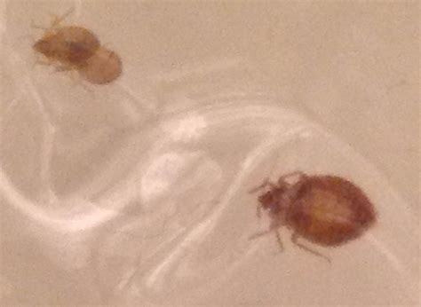 Bed Bug Larvae Identification Bangdodo