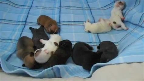 Newborn French Bulldog Puppies One Week Old Youtube