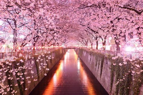 Cherry Blossomsakura