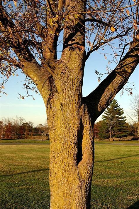 Plantfiles Pictures Boxelder Box Elder Maple Manitoba Maple Acer