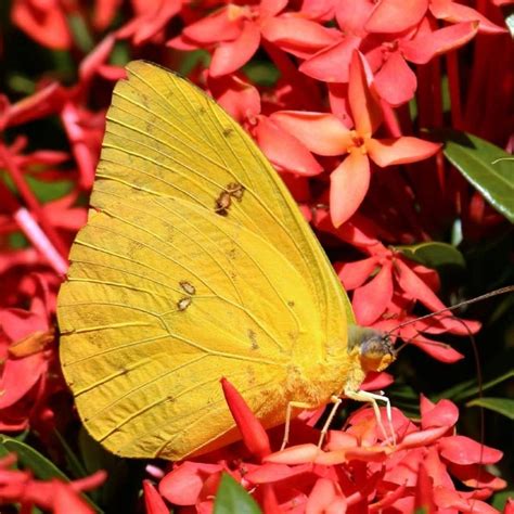 El Fenómeno De Las Mariposas Amarillas En Caracas · La Guía De Caracas