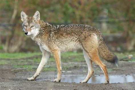 15 Dog Breeds That Look Like Coyotes Petdt