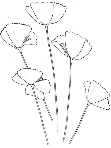 Poppy Flower Drawing Outline 101hannelore