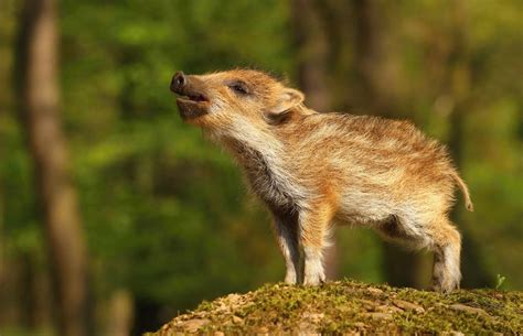 Concerns Mount That Wild Boars May Be Shot On National Trust Land Near