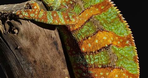 My New Veiled Chameleon Is Awesome Cb Reptile Geckos For Sale