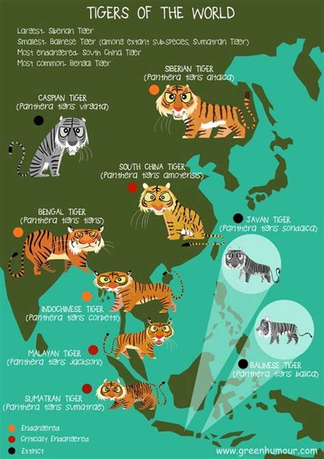 25 Best Ideas About Tiger Species On Pinterest Species Of Tigers