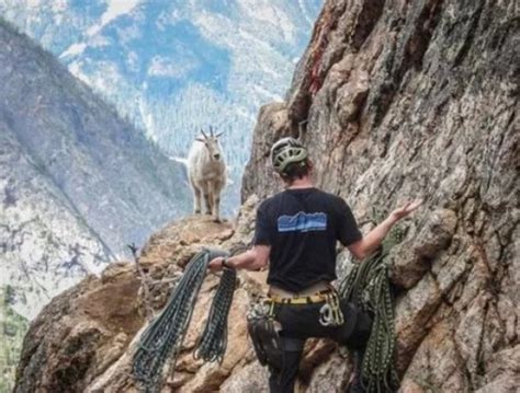 Ten Great Photos Of Goats Climbing On Various Things