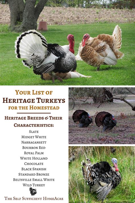 your list of heritage turkey breeds for the homestead artofit