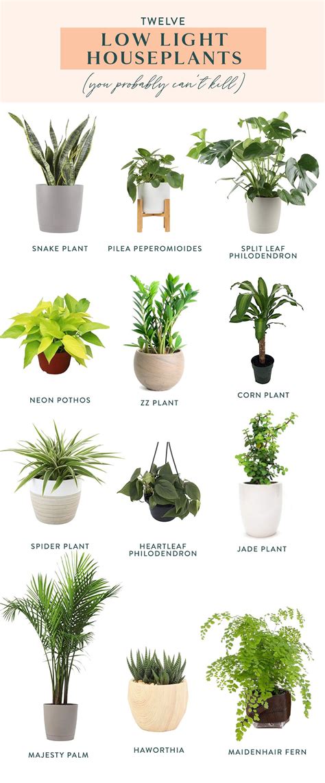 Cats are usually careful about what they eat. Twelve Low Light Indoor Plants You Probably Can't Kill in ...